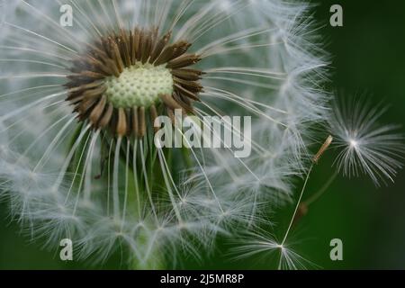 Primo piano immagine macro di teste di semi di dente di leone con delicati patterns lacci. Dettaglio di germoglio chiuso di un dente di leone in erba verde Foto Stock