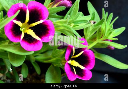 Macrofotografia di un fiore ibrido Calachoa con interno scuro, strisce gialle irradianti e petali con frange viola su sfondo verde. Foto Stock