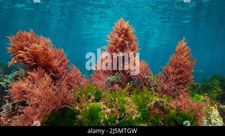 Alghe rosse e verdi con acqua blu, colori subacquei nell'oceano (soprattutto asparagopsis armata e alghe Ulva lactuca), Atlantico orientale, Spagna Foto Stock