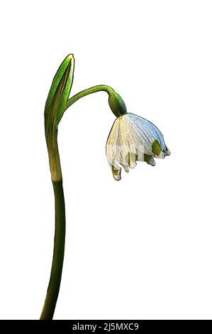 Fiocco di neve primaverile (Leucojum vernum) illustrazione isolata su sfondo bianco Foto Stock