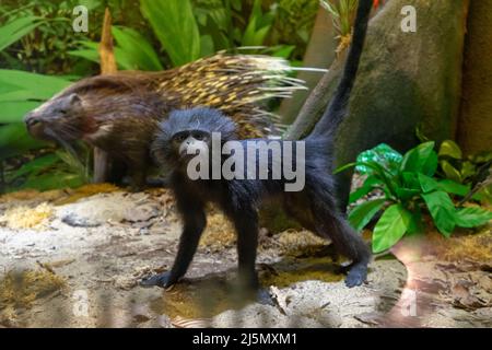 Dublino / Irlanda: Animali dello zoo di Dublino in cattività Foto Stock