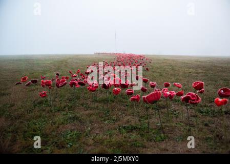 Melbourne, Australia. 25th aprile 2022. Un campo di fiori di papavero rosso fatti a mano posto al Lilydale Memorial Park per commemorare l'Anzac Day. Credit: Jay Kogler/Alamy Live News Foto Stock