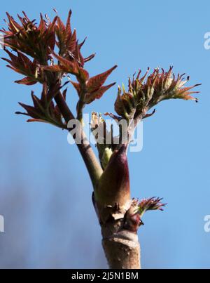 Aralia elata albero angelica giapponese Foto Stock