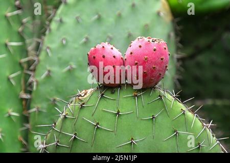 Opuntia cactus Opuntia da vicino con frutti rossi e spine acuminate. Foto Stock