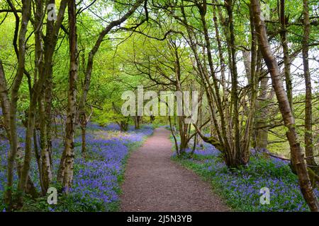 Superbe bluebells in Scord's Wood, antico bosco sulla Greensand Ridge vicino a IDE Hill, Kent, appena sotto Emmetts Garden, National Trust Foto Stock