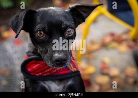 Chihuahua mix mendicante per le delizie Foto Stock