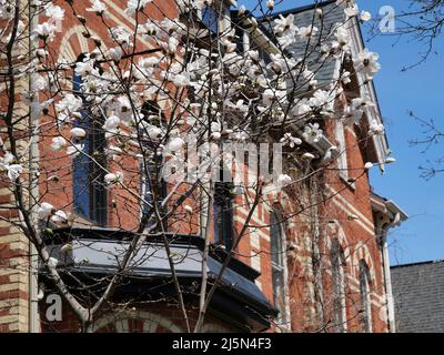 Scena primaverile con alberi bianchi di magnolia di fronte alla vecchia casa Foto Stock