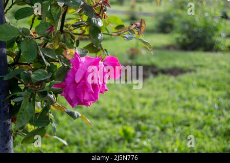 Roma, Italia. 24th Apr 2022. A partire dal 21 aprile (il giorno di Natale di Roma), è riaperto il Giardino delle Rose Municipale di Roma, che ospita circa 1200 varietà di rose provenienti da tutto il mondo. Il giardino delle rose può essere visitato tutti i giorni fino al 12 giugno, con ingresso gratuito. (Foto di Patrizia CORTELLLESSA/Pacific Press) Credit: Pacific Press Media Production Corp./Alamy Live News Foto Stock