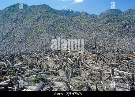 Devastazione al Monte St Helens dopo l'eruzione del 1980 a Washington Foto Stock