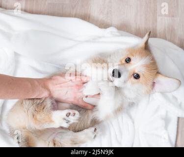 Donna ha avvolto un cucciolo rosso di corgi in una coperta. Foto Stock