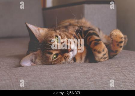 Ritratto di gatto bengala. Sdraiati sul divano. Primo piano. Foto Stock