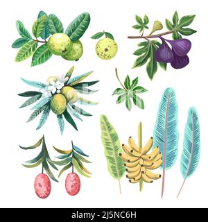 Set di frutta esotica tropicale in stile artistico dipinto a mano acquerello. Illustrazione Vettoriale