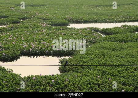 LAGO VICINO AL TEMPIO DI KORADI, NAGPUR. Foto Stock