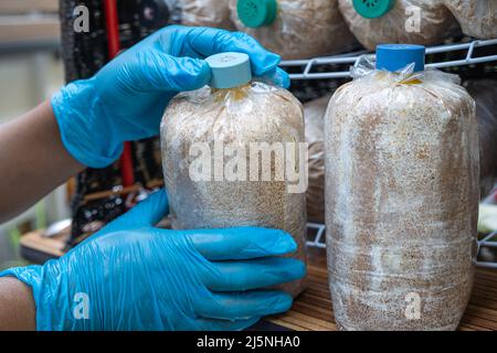 Coltivazione di funghi, sacco a pelo per la coltivazione in azienda. Foto Stock