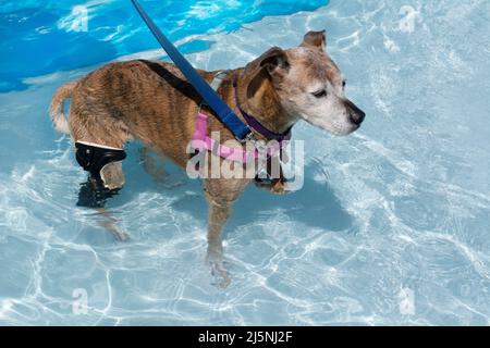 Vecchio boxer mix cane con tutore impermeabile su misura in stile ortotico in piscina Foto Stock