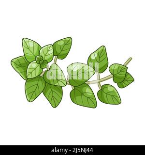 Oregano spezia vettore realistico colorato illustrazione botanica Illustrazione Vettoriale