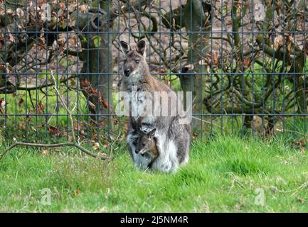 Un wallaby che vive in un giardino in Germania. Un wallaby è un macropode di piccole o medie dimensioni originario dell'Australia e della Nuova Guinea. Questa è una femmina con giovani Foto Stock