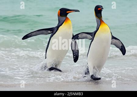 Pinguini re che vanno dall'acqua blu, oceano Atlantico in Falkland Island. Uccelli marini nell'habitat naturale. Pinguini in acqua. Pinguini in mare wav Foto Stock