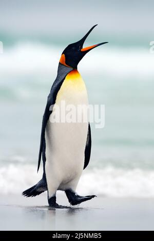Pinguino re che va da acqua blu, oceano Atlantico in Falkland Island. Uccelli marini nell'habitat naturale. Pinguino in acqua. Pinguino nelle onde del mare. Foto Stock