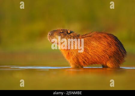 Grande mouse in acqua. Capybara, Hydrochoerus hydrochaeris, il più grande topo in acqua con luce serale durante il tramonto, animale nell'habitat naturale Foto Stock