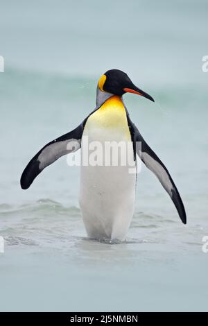 Pinguino re che va dall'acqua blu, oceano Atlantico nell'isola di Falkland, uccello marino nell'habitat naturale. Pinguino in acqua. Pinguino nelle onde del mare. Foto Stock