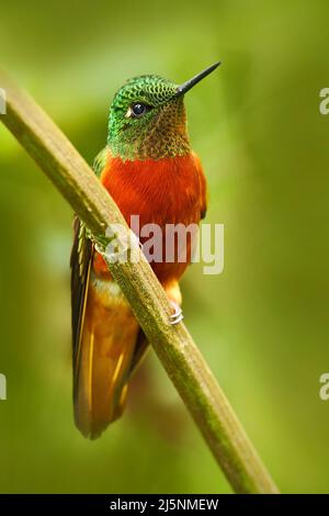 Hummingbird dal Perù. Uccello arancione e verde nella foresta. Hummingbird Chestnut-Breasted Coronet, nella foresta. Bellissimo hummingbird dal Perù clou Foto Stock