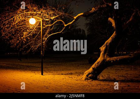 Tarda notte nel parco urbano in inverno, albero storto e vicolo vuoto illuminato da lampada singola. Foto Stock