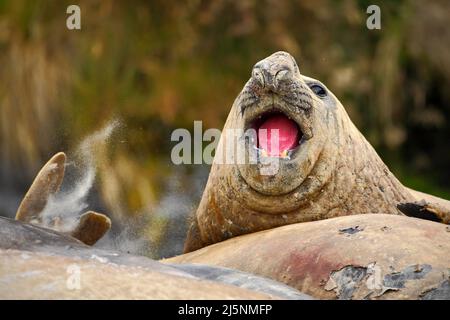 Ritratto di dettaglio del foca dell'Elefante, Mirounga leonina, lotta sulla spiaggia di sabbia. Sigillo dell'elefante con buccia staccata dalla pelle. Grande animale marino nell'habitat naturale in Foto Stock