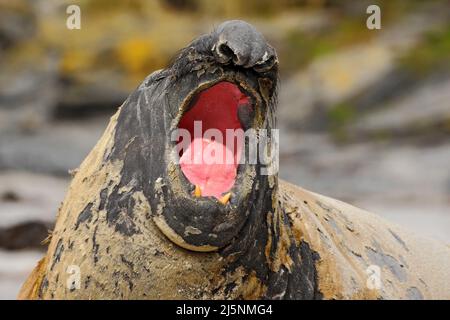 Dettaglio viso ritratto tenuta elefante, Mirounga leonina. Sigillo sulla spiaggia di sabbia. Sigillo dell'elefante con buccia staccata dalla pelle. Grande animale marino nell'habitat naturale i Foto Stock