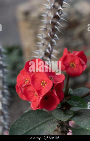 Euphorbia milii, Corona delle spine, pianta di Cristo o fiori rossi di Thorn di Cristo, pianta nella famiglia delle spurge Euphorbiaceae, regione natale: Madagascar. Foto Stock