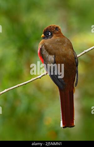 Trogon, uccello esotico dalla foresta tropicale di montagna in Ecuador. Togon mascherato, Togon personatus, uccello rosso e marrone nell'habitat naturale, Bellavista, EC Foto Stock