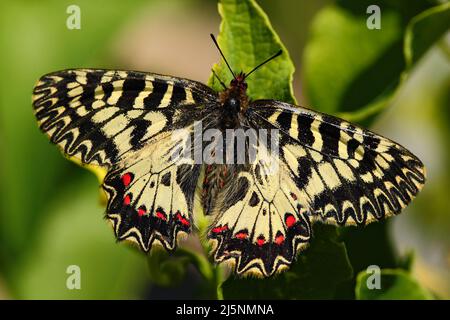 Bella farfalla. Bella farfalla Festoon meridionale, Zerynthia polyxena, succhiare nettare da fiore verde scuro. Farfalla nell'habitat naturale. Foto Stock