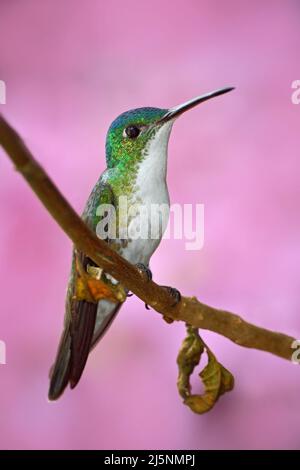 Piccolo colibrì andino smeraldo seduto sul ramo con sfondo rosa fiore. Uccello seduto accanto al bel fiore rosa con fiore rosa backgro fiore Foto Stock