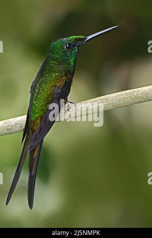 Imperatrice brillante, Eliodoxa imperatrice, bella colibrì nell'habitat naturale. Uccello verde con coda lunga dall'Ecuador. Foto Stock