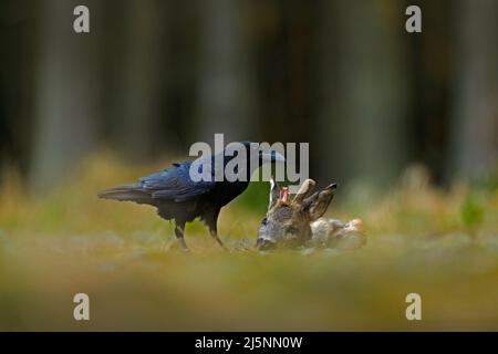 Uccello nero corvo con morto europeo Roe Deer, cuore sanguinoso in becco, seduto sulla strada. Capo di European Roe Deer, che alimenta la scena con corvo. Fauna selvatica Foto Stock