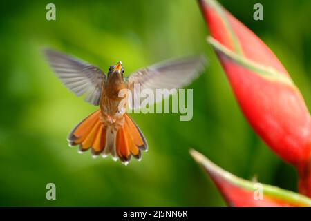 Colibrì volante con fiore. Bel fiore rosso con uccello in volo. Hummingbird Rufous-Breasted Hermit, Glaucis hirsutus, volo successivo bel rosso Foto Stock