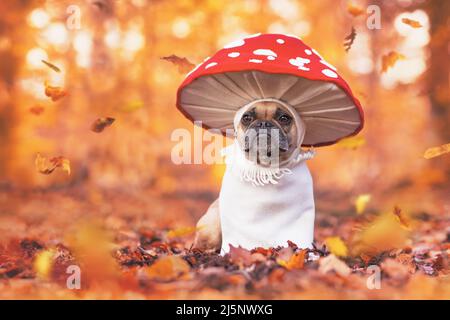 Divertente cane Bulldog francese in unico costume da fungo agarico mosca in piedi nella foresta arancione autunno Foto Stock