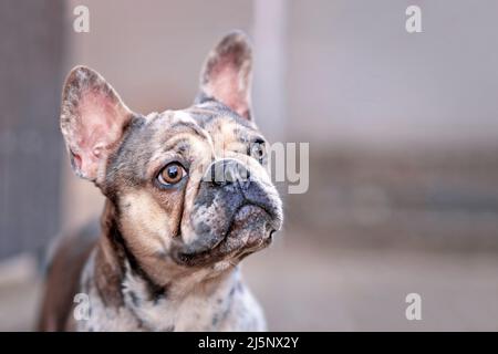 Ritratto di merle cane Bulldog francese colorato con chiazze chiazzate Foto Stock