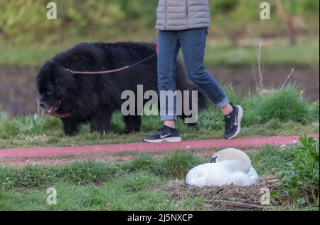 Carrigaline, Cork, Irlanda. 25th aprile 2022. Una femmina muta cigno (Cygnus olor) seduta sulle uova nel suo nido che ha costruito vicino ad un passaggio pedonale popolare al parco comunitario in Carrigaline, Co. Cork, Irlanda. - Credit; David Creedon / Alamy Live News Foto Stock