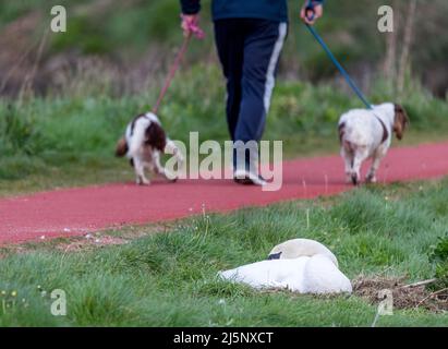 Carrigaline, Cork, Irlanda. 25th aprile 2022. Una femmina muta cigno (Cygnus olor) seduta sulle uova nel suo nido che ha costruito vicino ad un passaggio pedonale popolare al parco comunitario in Carrigaline, Co. Cork, Irlanda. - Credit; David Creedon / Alamy Live News Foto Stock