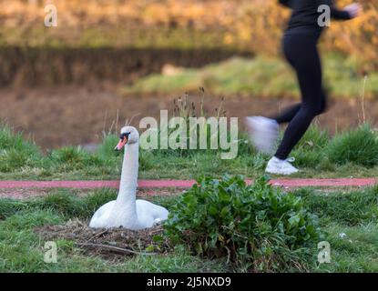 Carrigaline, Cork, Irlanda. 25th aprile 2022. Una femmina muta cigno (Cygnus olor) seduta sulle uova nel suo nido che ha costruito vicino ad un passaggio pedonale popolare al parco comunitario in Carrigaline, Co. Cork, Irlanda. - Credit; David Creedon / Alamy Live News Foto Stock