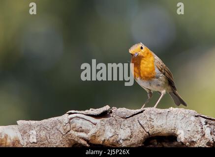 Rapina europea, arroccata sopra un Giardino britannico, primavera 2022 Foto Stock