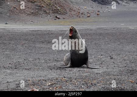 Foca antartica alla spiaggia di ciottoli sull'isola di Deception, antartide Foto Stock