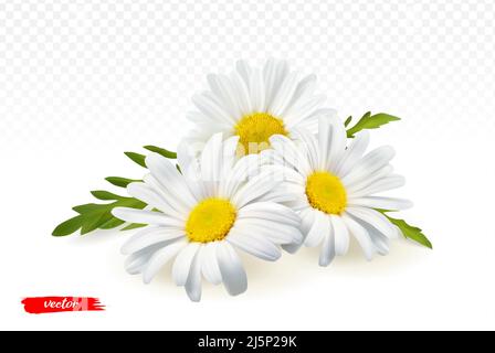 Fiori di camomilla isolati su sfondo trasparente. Illustrazione vettoriale realistica dei fiori di camomilla. Illustrazione Vettoriale