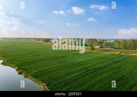 Veduta aerea del verde campo di grano paesaggio naturale in Cina, Asia. Paesaggio rurale cinese naturale in primavera. Foto Stock