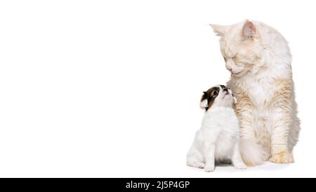 Animali di taglia grande e piccola. Ritratto di adorabile gatto e carino cucciolo isolato su sfondo bianco. Concetto di vita animale, amicizia, interazione Foto Stock