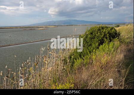 Laghetto di Cabras, un ambiente lagunare incontaminato nei pressi di Oristano, penisola del Sinis, Sardegna, Italia Foto Stock