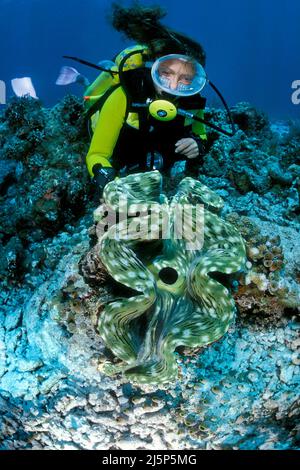 Subacqueo guarda su un grande clam gigante vero o clam Killer (Tridacna gigas), aperto, Sulawesi, Moluccan mare, Indonesia, Asia Foto Stock