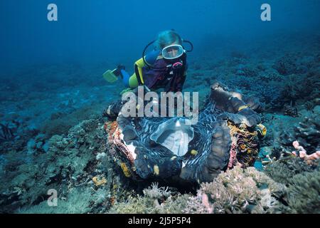 Subacqueo guarda su un grande clam gigante vero o clam Killer (Tridacna gigas), aperto, Irian Jaya, Halmahera mare, Indonesia, Asia Foto Stock