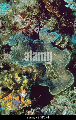 Clam gigante fluted (Tridacna squamosa) in una barriera corallina, Maldive, Oceano Indiano, Asia Foto Stock